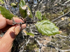 Quercus agrifolia agrifolia