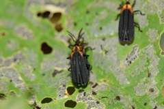 Xenochalepus maculicollis
