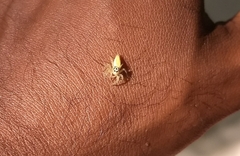 Telamonia