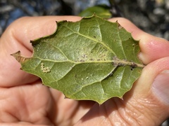Quercus agrifolia agrifolia