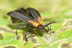 Xenochalepus maculicollis
