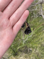 Juncus acutus