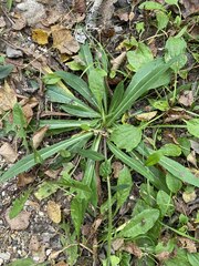 Pilosella piloselloides