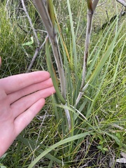 Juncus acutus