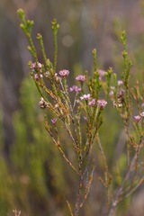 Erica articularis