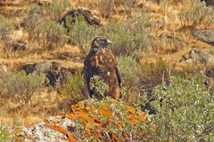 Geranoaetus polyosoma