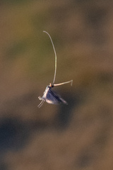 Mystacides sepulchralis