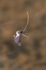 Mystacides sepulchralis