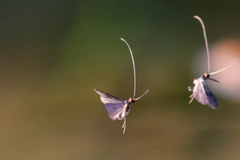 Mystacides sepulchralis