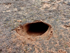 Agamidae