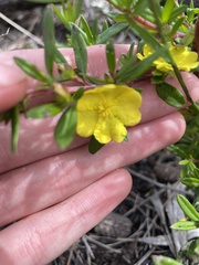 Hibbertia obtusifolia