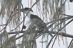 Todiramphus sordidus