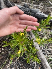 Hibbertia obtusifolia