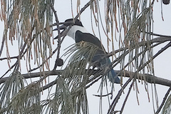 Todiramphus sordidus