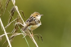 Cisticola exilis