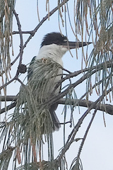 Todiramphus sordidus