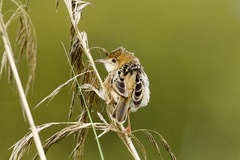 Cisticola exilis