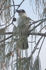 Todiramphus sordidus