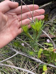 Pultenaea stipularis