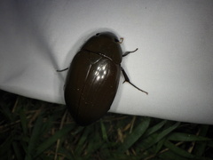 Hydrophilus acuminatus