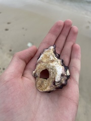 Saccostrea glomerata