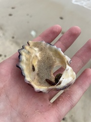 Saccostrea glomerata