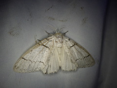 Calliteara pseudabietis