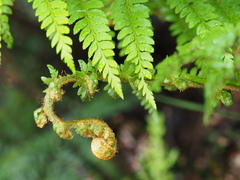 Polystichum proliferum