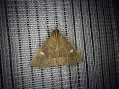 Cidariplura gladiata
