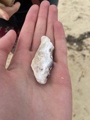 Saccostrea