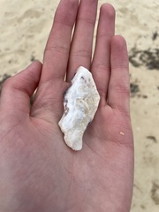 Saccostrea