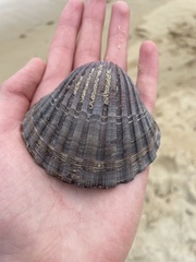 Pecten fumatus