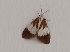 Nyctemera lacticinia