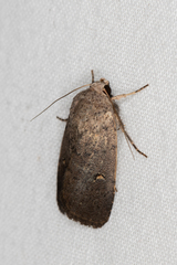 Proteuxoa hypochalchis