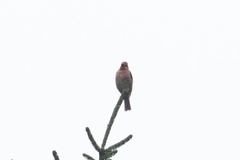 Carpodacus