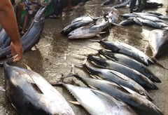 Thunnus