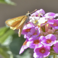 Copaeodes aurantiaca