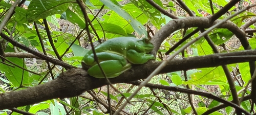 Chinese Flying Frog