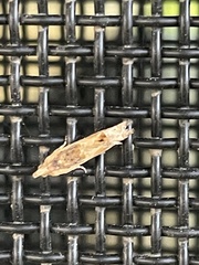 Crocidosema plebejana