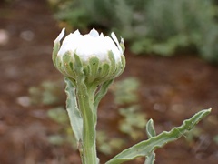 Polycalymma stuartii