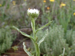 Polycalymma stuartii