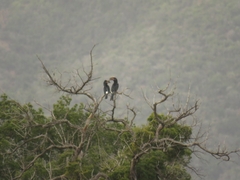 Bycanistes bucinator