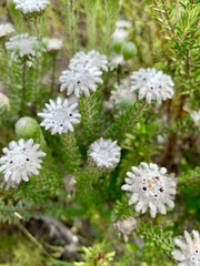 Phylica curvifolia