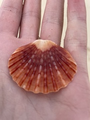Pecten fumatus
