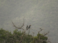 Bycanistes bucinator