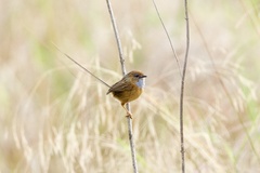 Stipiturus malachurus