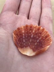 Pecten fumatus