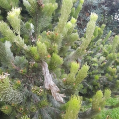 Adenanthos sericeus