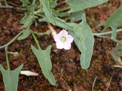 Convolvulus remotus