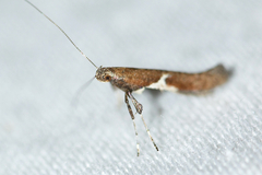 Caloptilia stigmatella